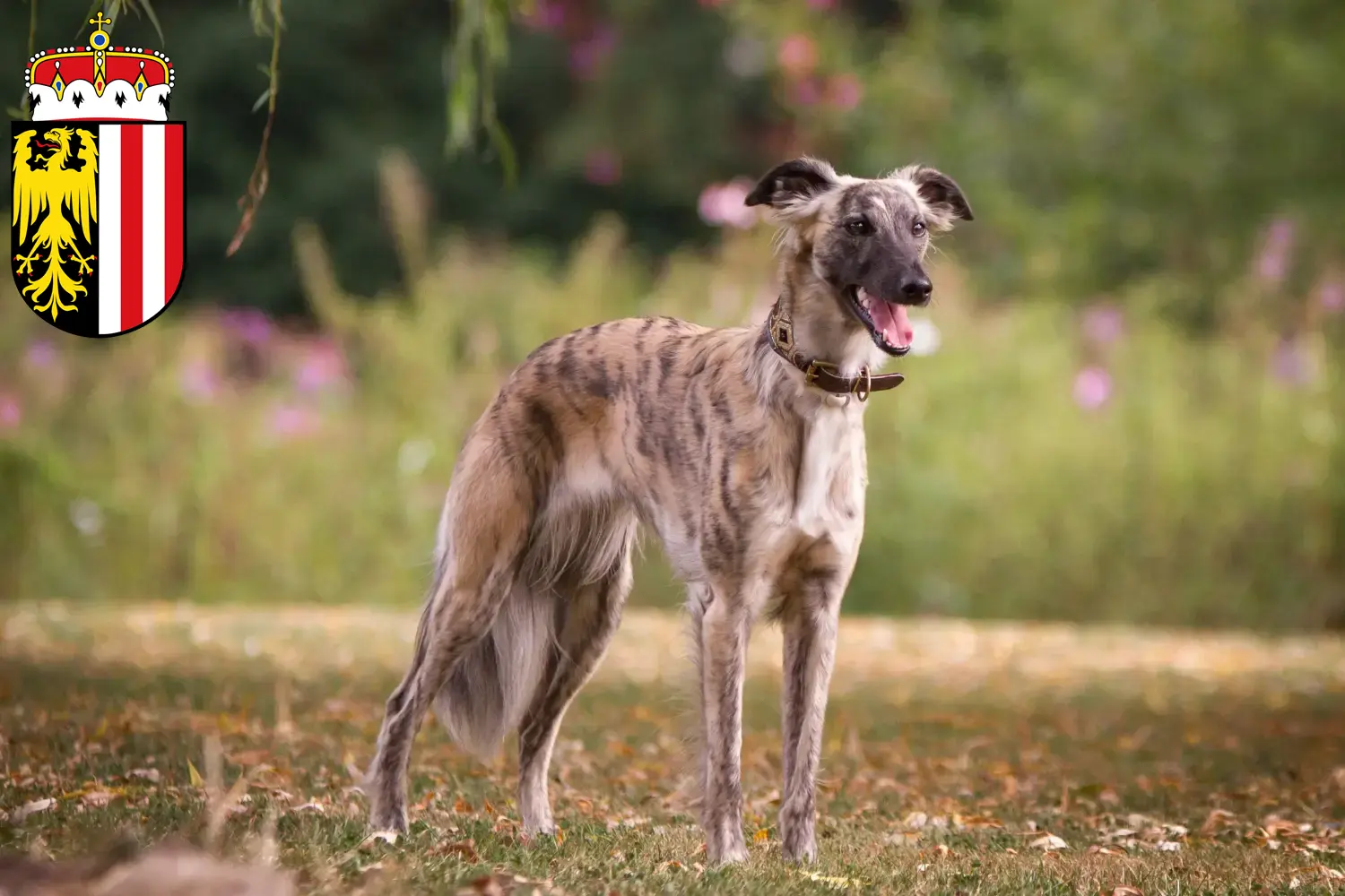 Read more about the article Silken Windsprite breeders and puppies in Upper Austria