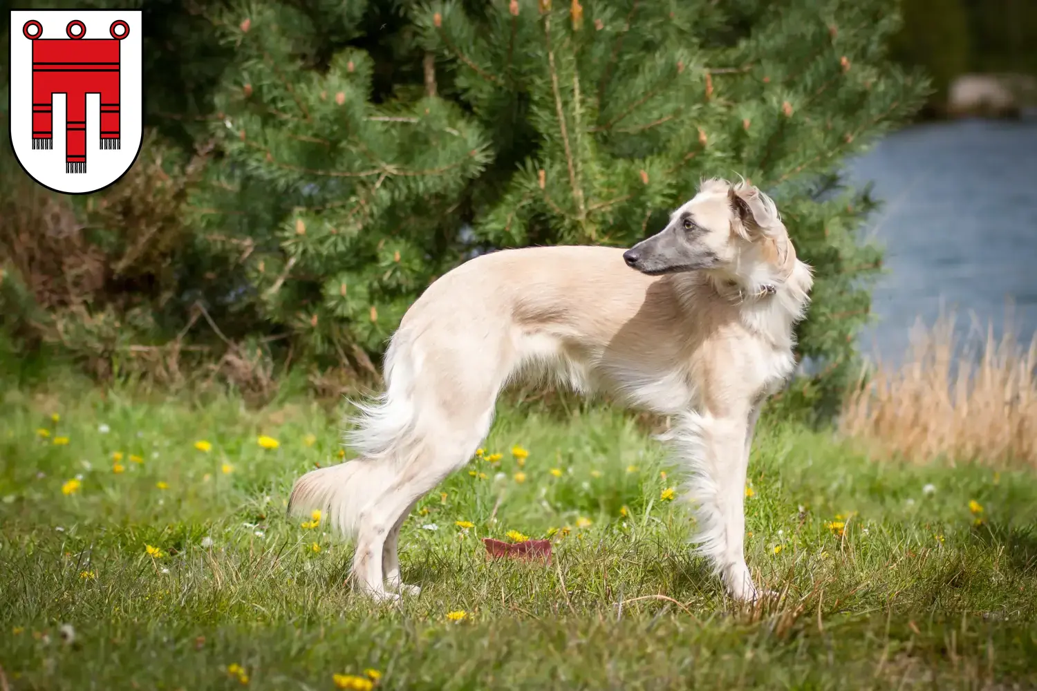 Read more about the article Silken Windsprite breeders and puppies in Vorarlberg