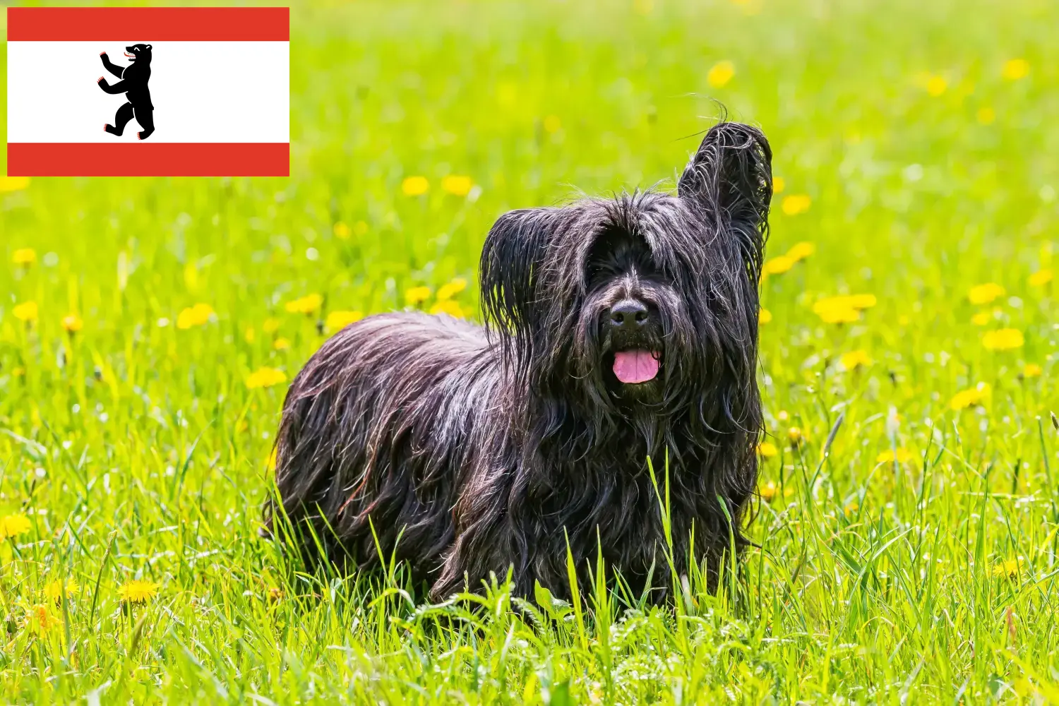 Read more about the article Skye Terrier breeders and puppies in Berlin