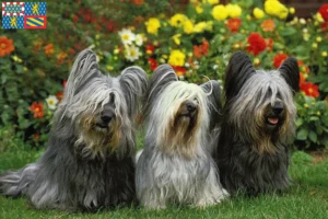 Read more about the article Skye Terrier breeders and puppies in Bourgogne-Franche-Comté