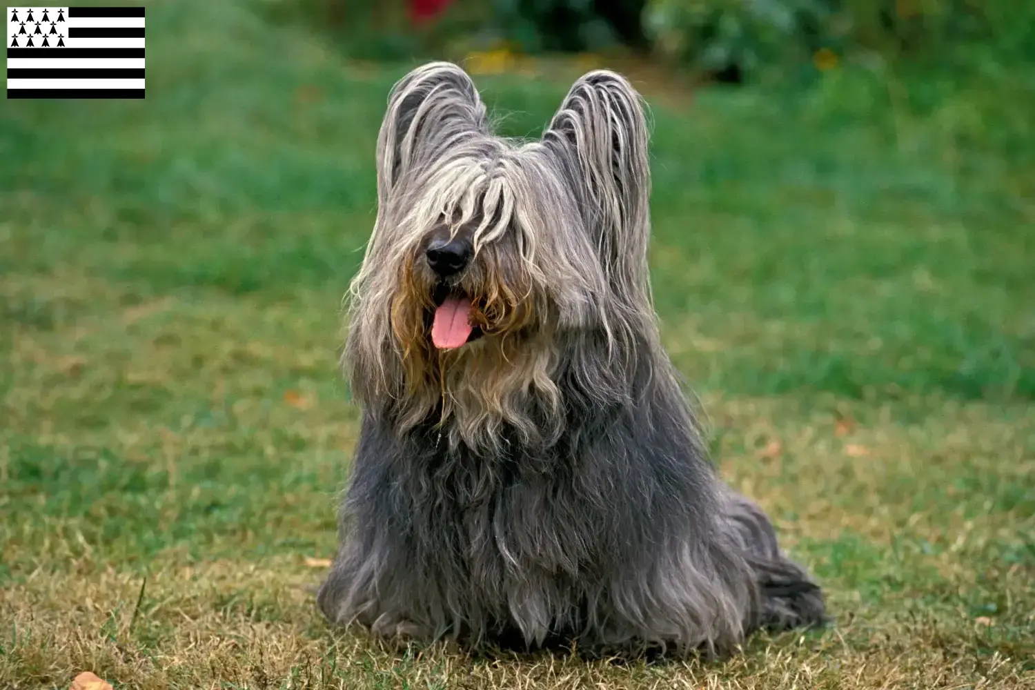 Read more about the article Skye Terrier breeders and puppies in Brittany