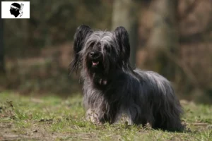 Read more about the article Skye Terrier breeders and puppies in Corsica