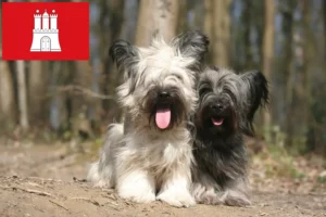 Read more about the article Skye Terrier breeders and puppies in Hamburg