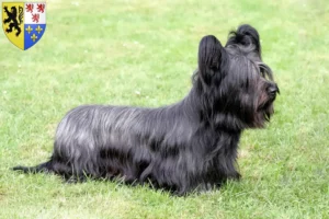 Read more about the article Skye Terrier breeders and puppies in Hauts-de-France