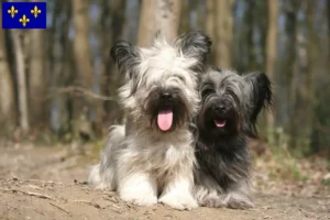 Read more about the article Skye Terrier breeders and puppies in Île-de-France