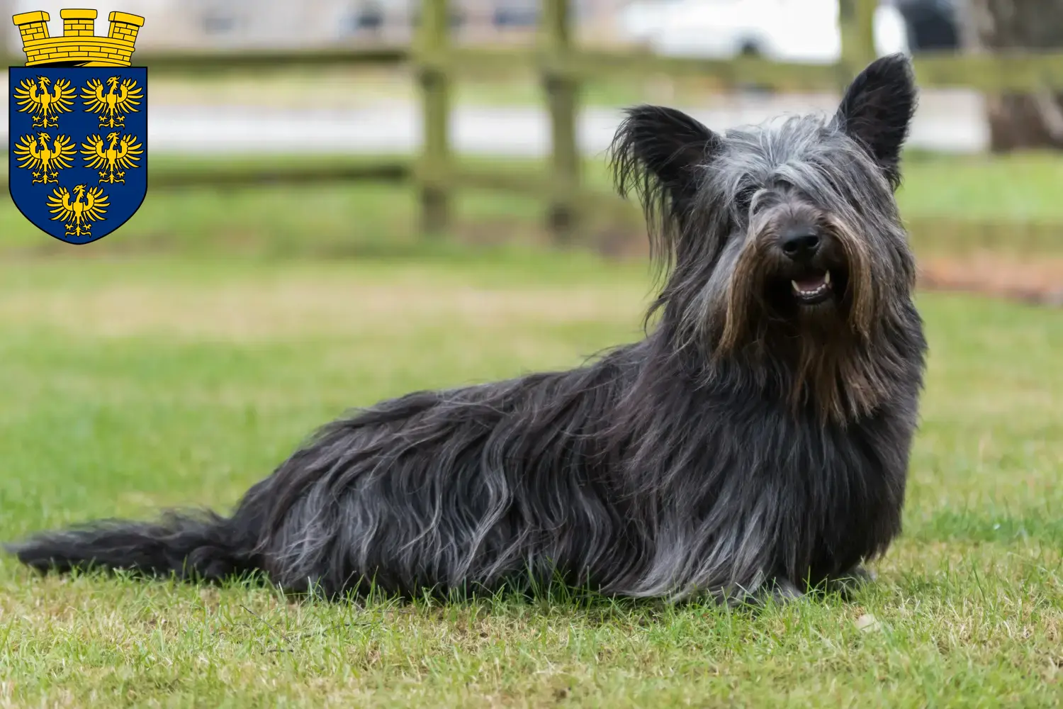 Read more about the article Skye Terrier breeders and puppies in Lower Austria