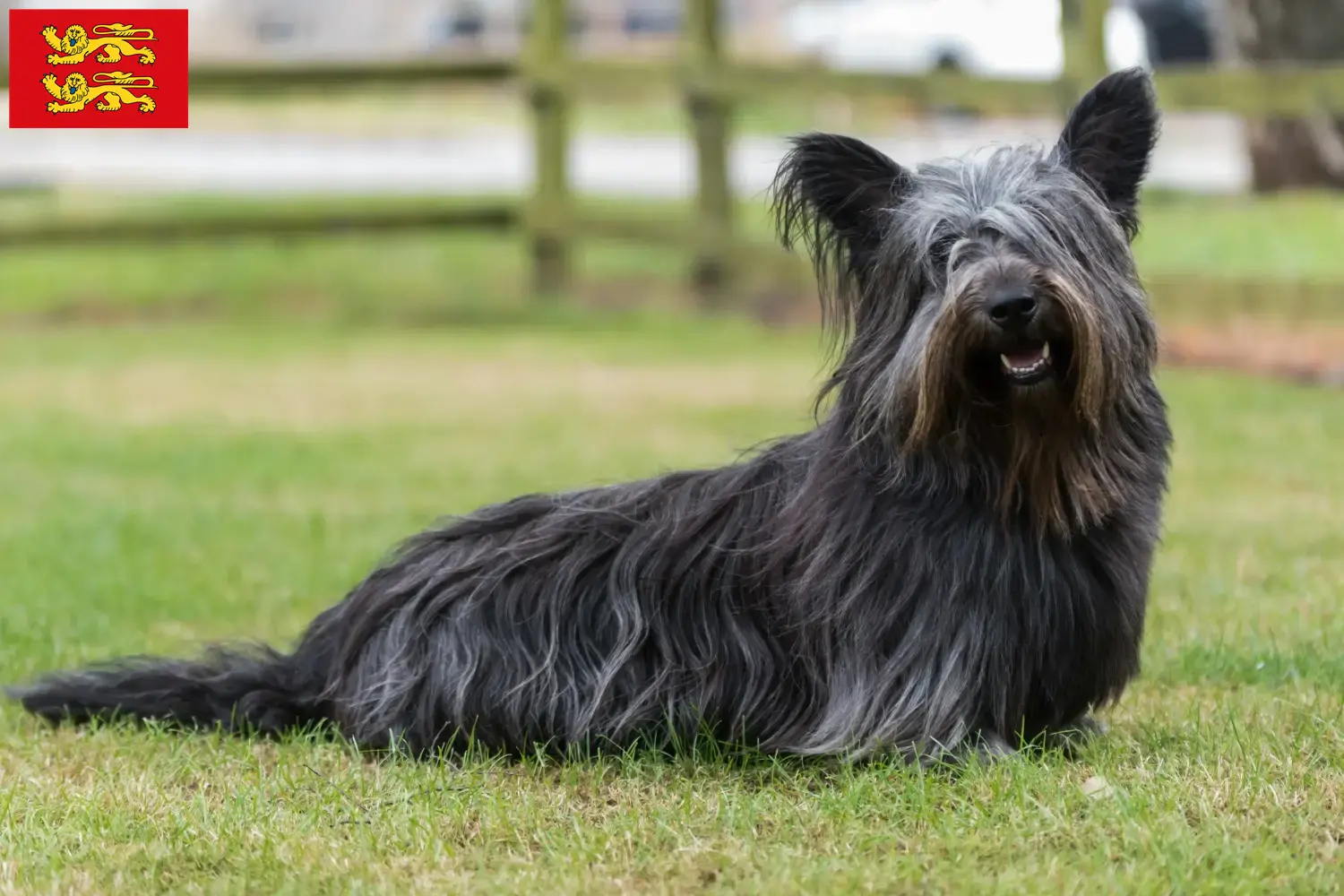 Read more about the article Skye Terrier breeders and puppies in Normandy