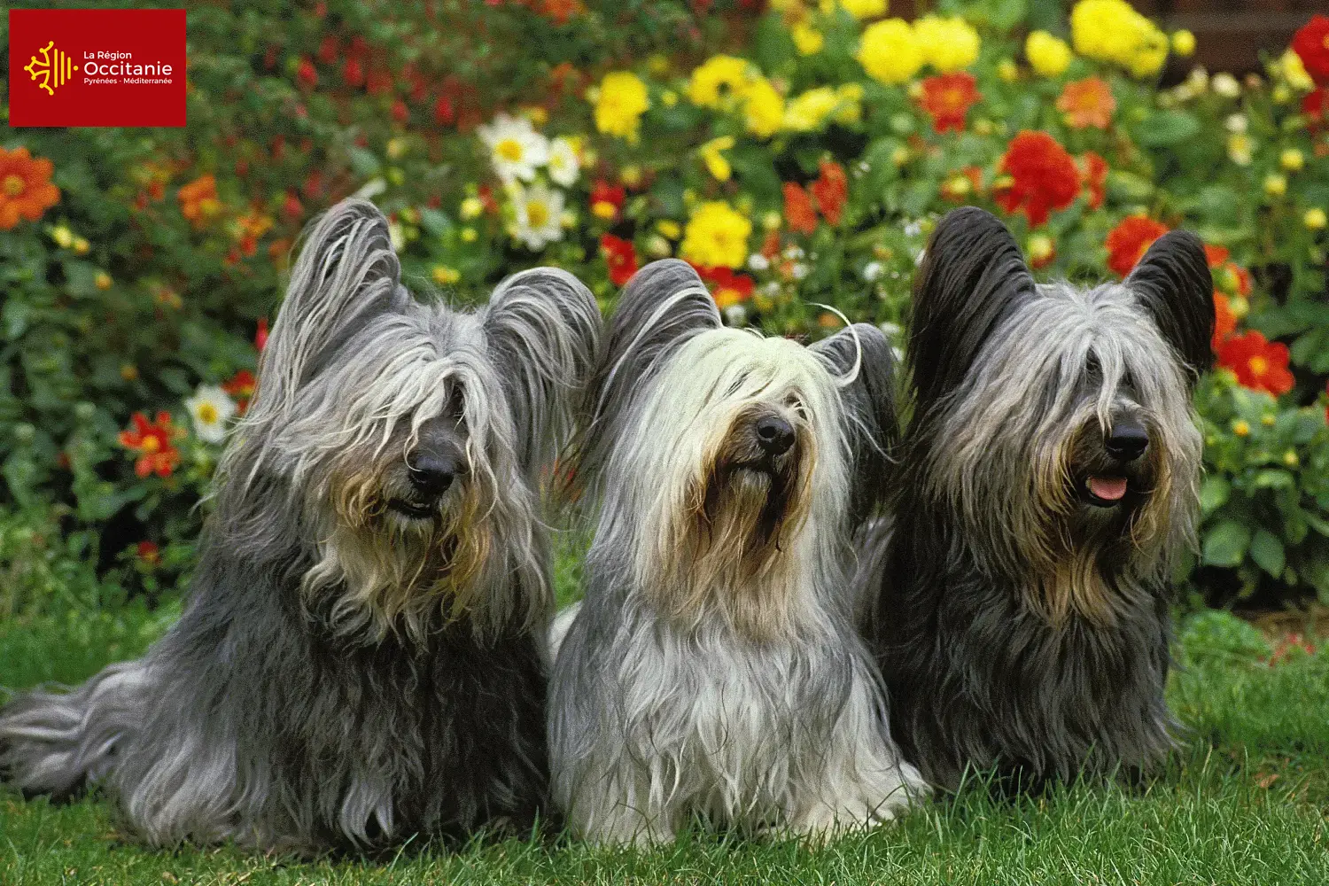 Read more about the article Skye Terrier breeders and puppies in Occitania