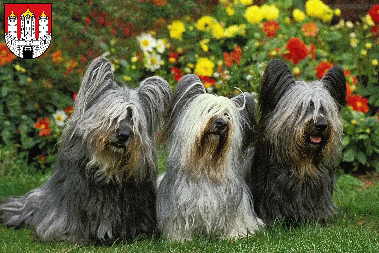 Read more about the article Skye Terrier breeders and puppies in Salzburg