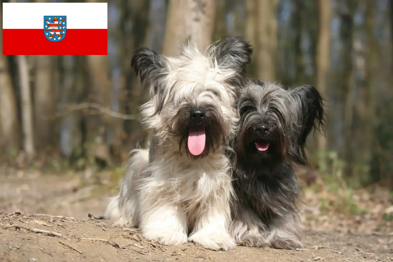 Read more about the article Skye Terrier breeders and puppies in Thuringia