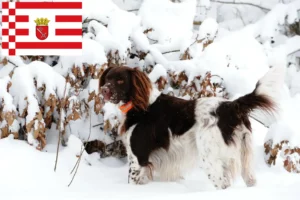 Read more about the article Small Münsterländer breeder and puppies in Bremen