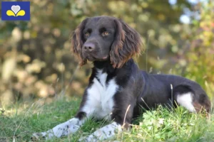 Read more about the article Small Münsterländer breeder and puppies in the Brussels-Capital Region