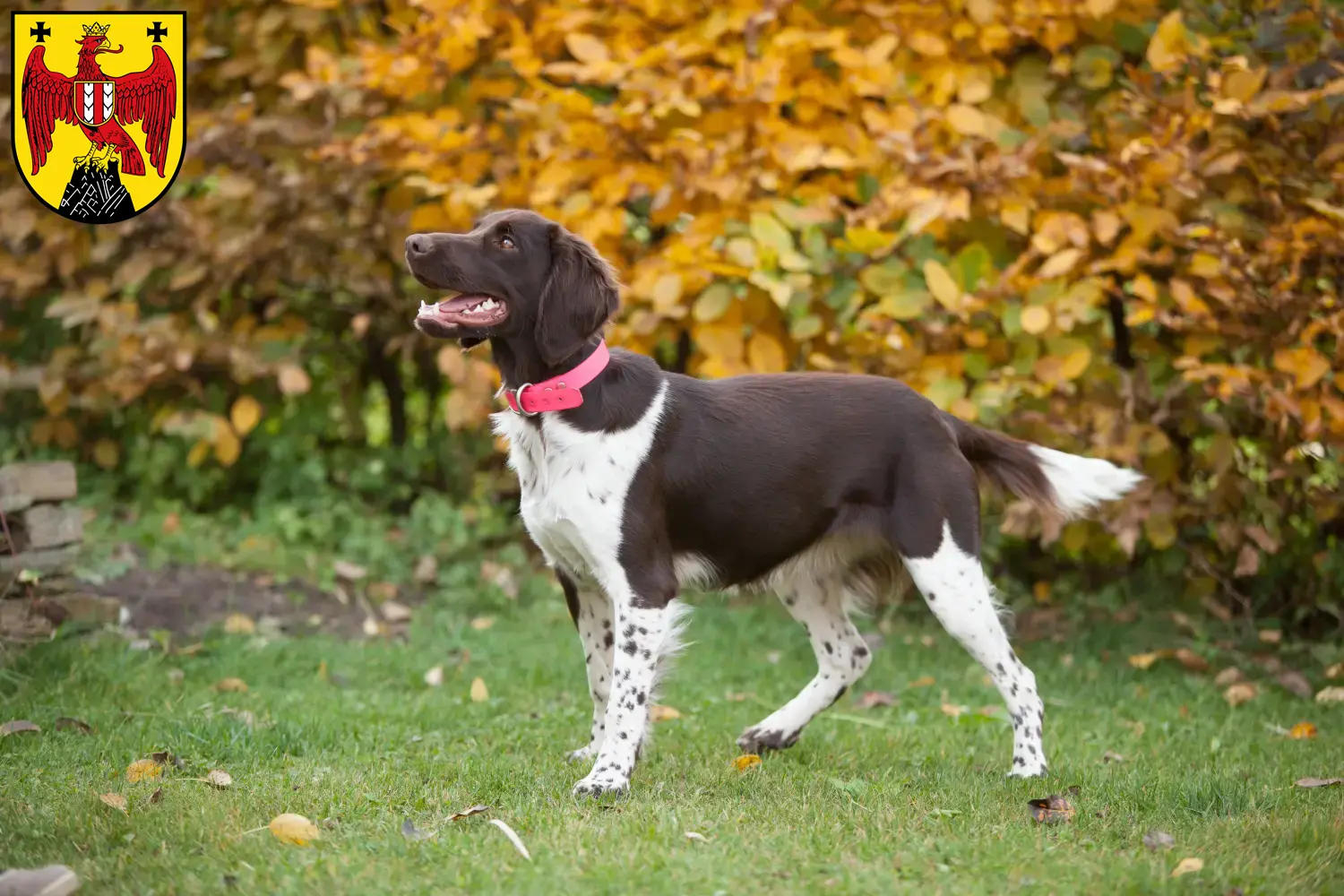 Read more about the article Small Münsterländer breeder and puppies in Burgenland