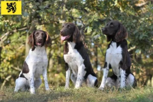 Read more about the article Small Münsterländer breeder and puppies in Flanders