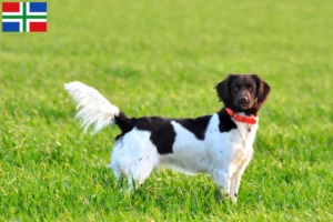 Read more about the article Small Münsterländer breeder and puppies in Groningen