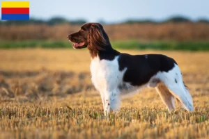 Read more about the article Small Münsterländer breeder and puppies in North Holland