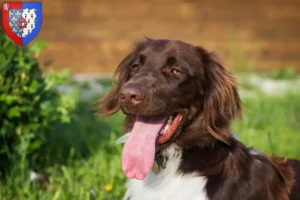 Read more about the article Small Münsterländer breeder and puppies in Pays de la Loire