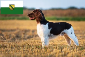 Read more about the article Small Münsterländer breeder and puppies in Saxony