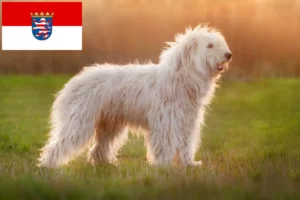 Read more about the article South Russian Ovtcharka breeder and puppies in Hessen