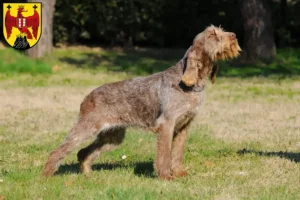 Read more about the article Spinone Italiano breeders and puppies in Burgenland