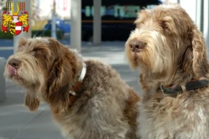 Read more about the article Spinone Italiano breeders and puppies in Carinthia