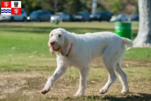 Read more about the article Spinone Italiano breeders and puppies in Central Bohemia