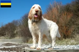 Read more about the article Spinone Italiano breeders and puppies in Gelderland