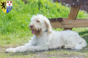 Read more about the article Spinone Italiano breeders and puppies in Hauts-de-France