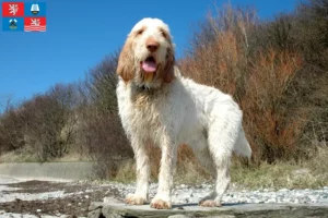 Read more about the article Spinone Italiano breeders and puppies in Karlsbad