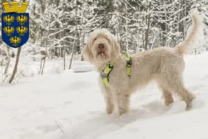 Read more about the article Spinone Italiano breeders and puppies in Lower Austria