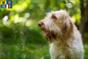 Read more about the article Spinone Italiano breeders and puppies in Moravia-Silesia