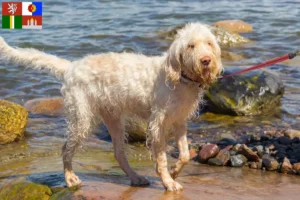 Read more about the article Spinone Italiano breeders and puppies in South Bohemia