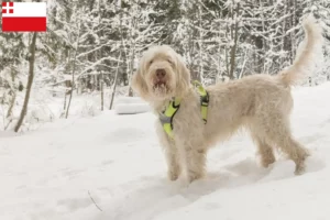 Read more about the article Spinone Italiano breeders and puppies in Utrecht