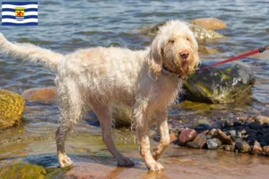 Read more about the article Spinone Italiano breeders and puppies in Zeeland