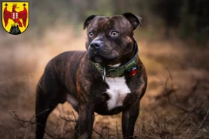 Read more about the article Staffordshire Bull Terrier breeders and puppies in Burgenland