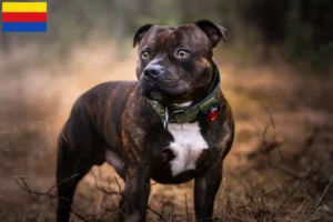 Read more about the article Staffordshire Bull Terrier breeders and puppies in North Holland