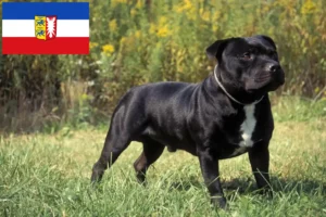 Read more about the article Staffordshire Bull Terrier breeders and puppies in Schleswig-Holstein