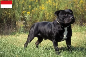 Read more about the article Staffordshire Bull Terrier breeders and puppies in Vienna