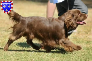 Read more about the article Sussex-Spaniel breeders and puppies in Centre-Val de Loire