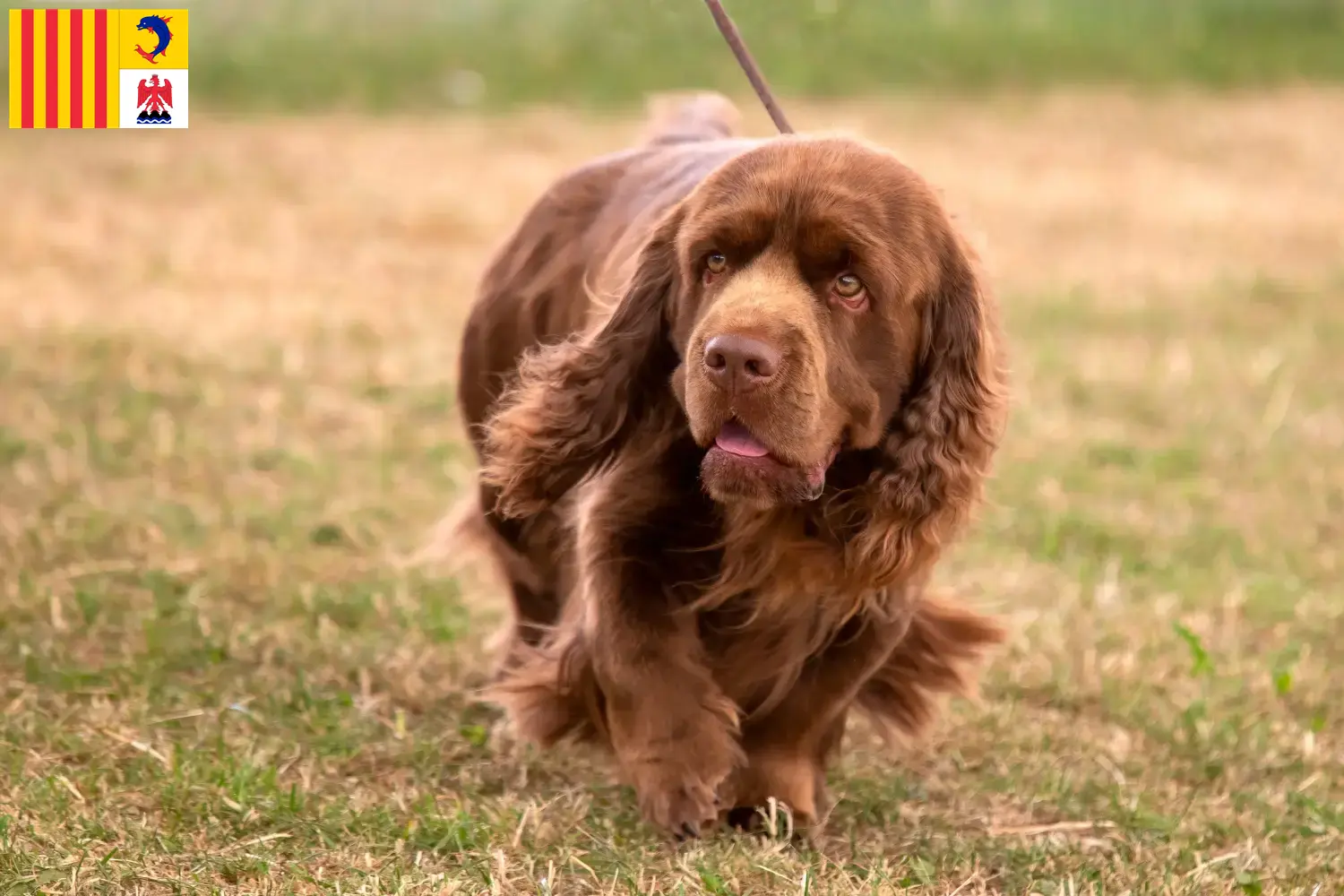 Read more about the article Sussex-Spaniel breeders and puppies in Provence-Alpes-Côte d’Azur