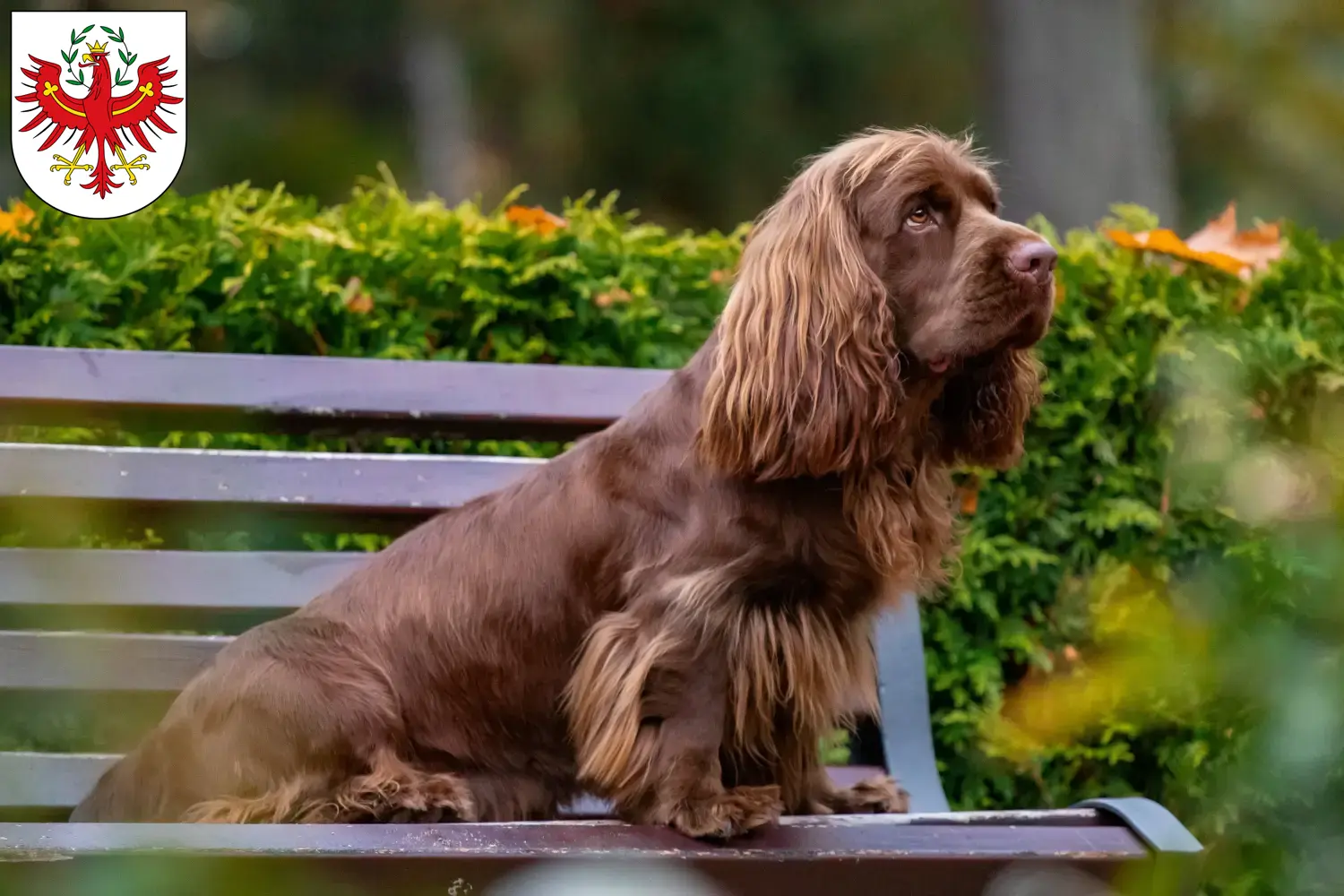 Read more about the article Sussex-Spaniel breeders and puppies in Tyrol