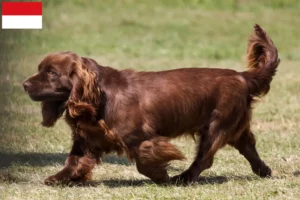 Read more about the article Sussex-Spaniel breeders and puppies in Vienna