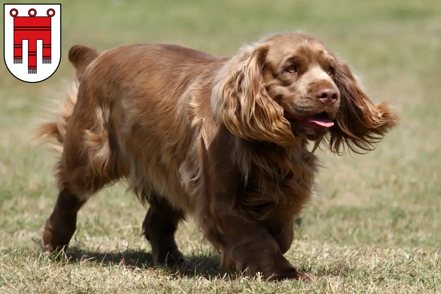 Read more about the article Sussex-Spaniel breeders and puppies in Vorarlberg