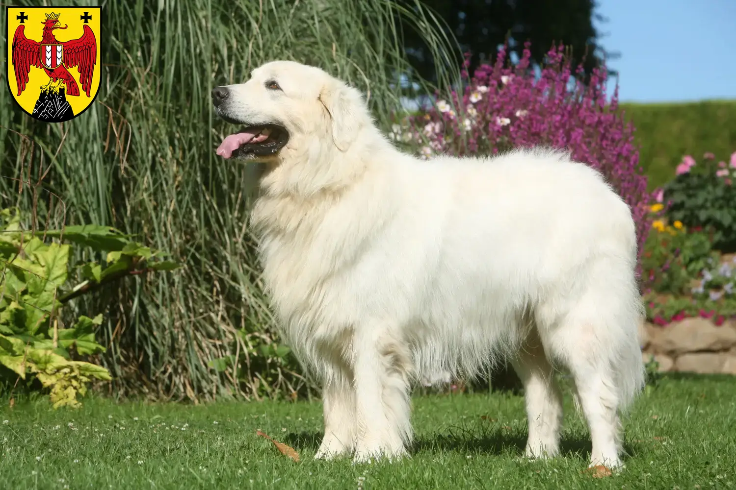 Read more about the article Tatra Sheepdog breeders and puppies in Burgenland