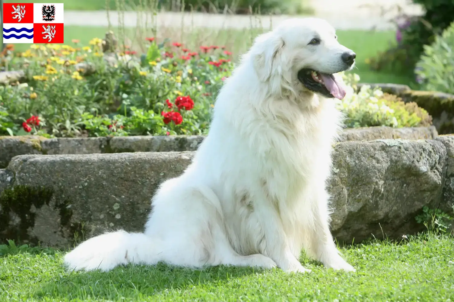 Read more about the article Tatra Sheepdog breeders and puppies in Central Bohemia