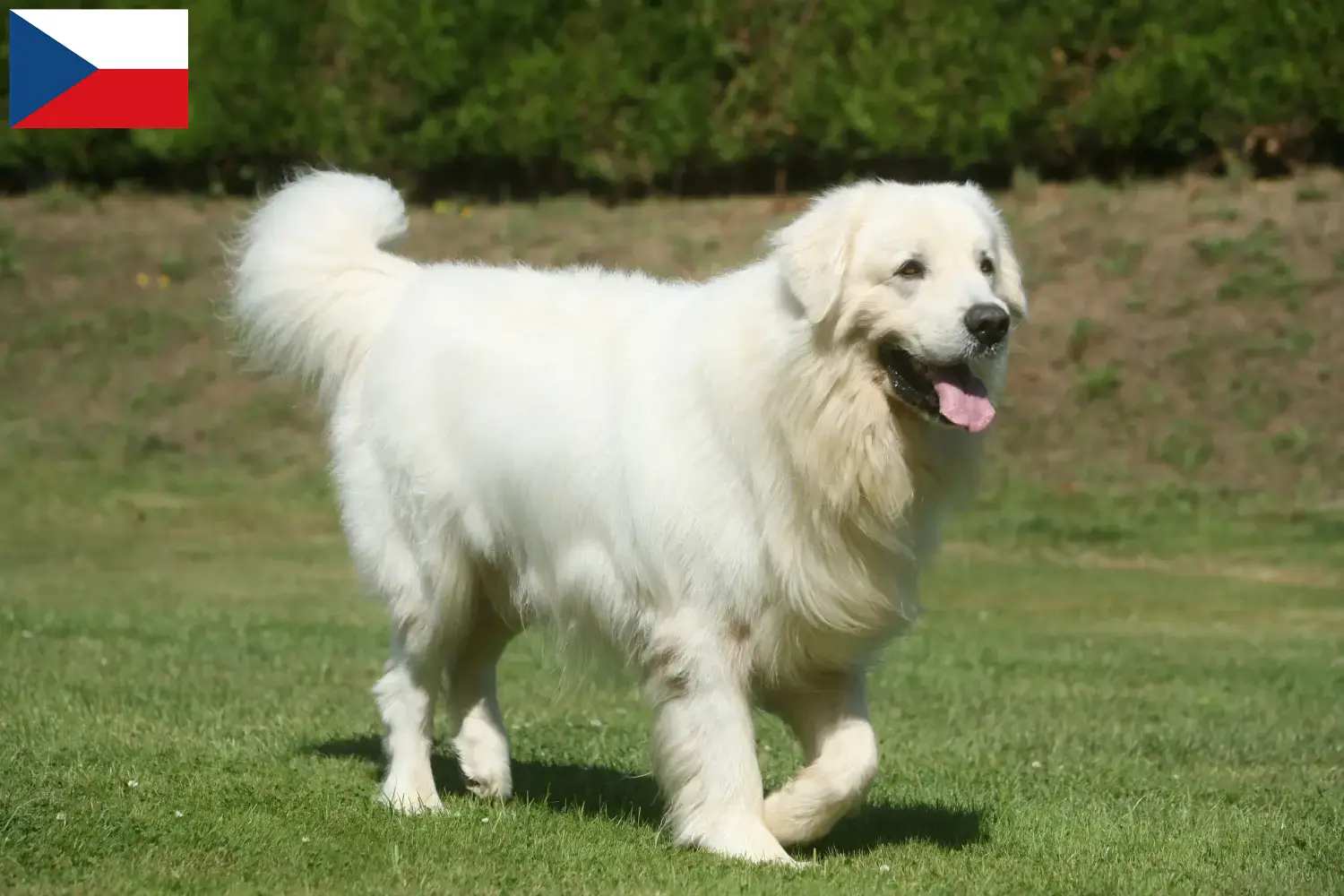 Read more about the article Tatra Sheepdog breeders and puppies in the Czech Republic