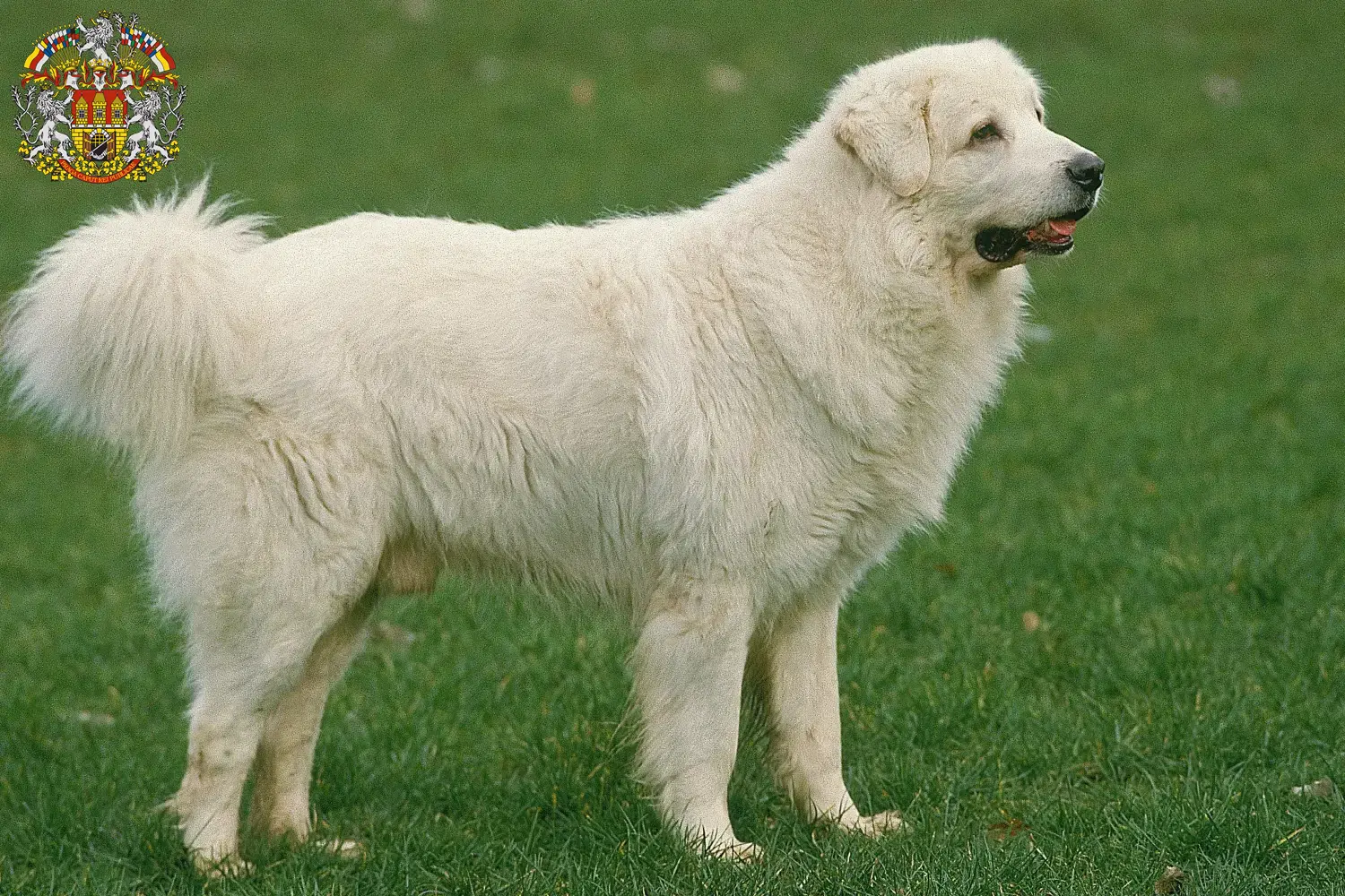 Read more about the article Tatra Sheepdog breeders and puppies in Prague