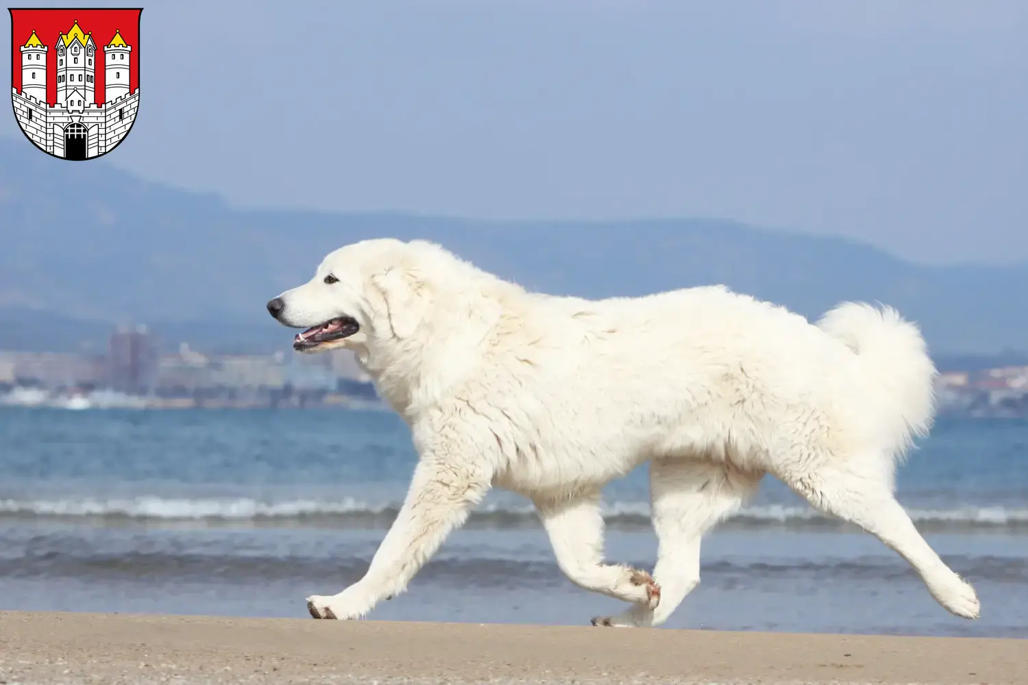 Read more about the article Tatra Sheepdog breeders and puppies in Salzburg