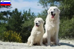 Read more about the article Tatra Sheepdog breeders and puppies in Slovenia