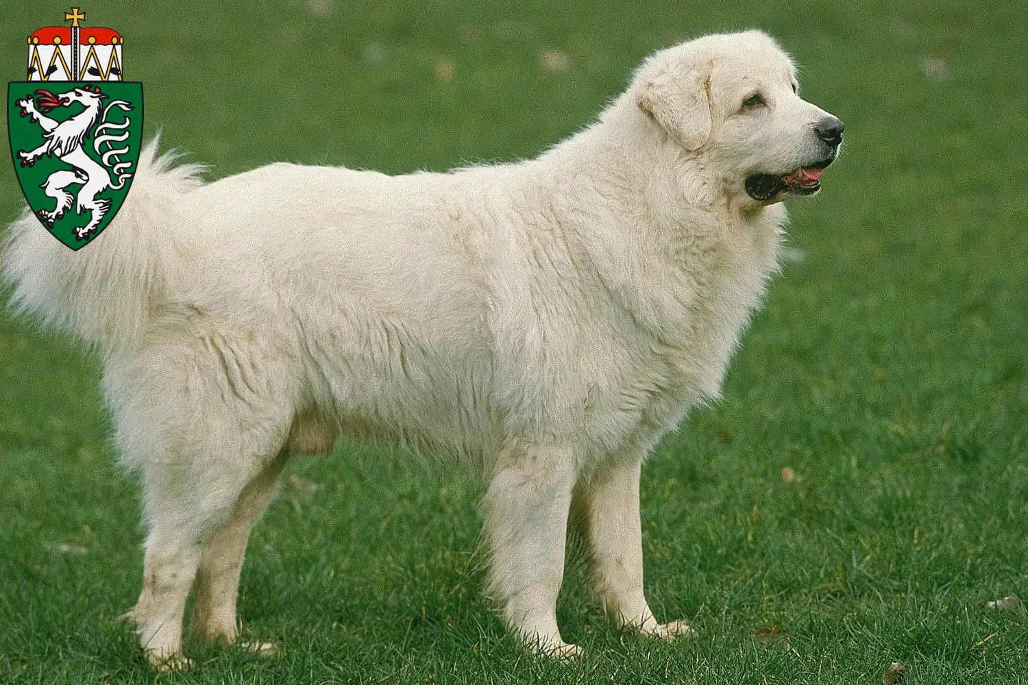 Read more about the article Tatra Sheepdog breeders and puppies in Styria